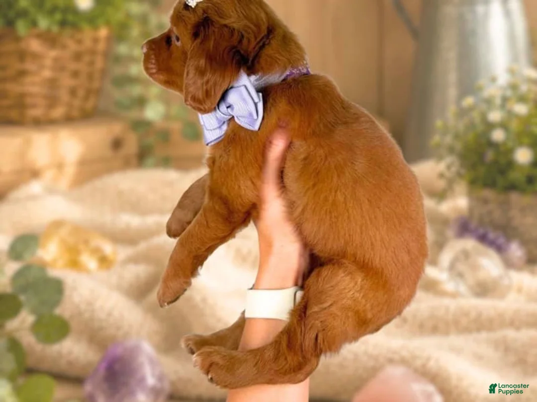 Mini Goldendoodle dogs for sale: Roberta - Ad 2