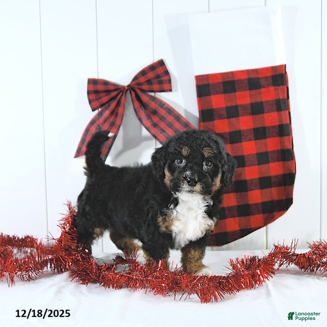 Mini Bernedoodle dogs for sale: Stacy - Ad 4