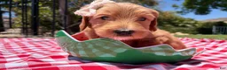 Goldendoodle dogs for sale: Pearl - Ad 4