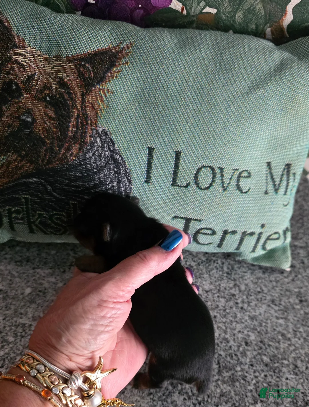 Yorkshire Terrier dogs for sale: Yorkshire Terrier 1 - Ad 10