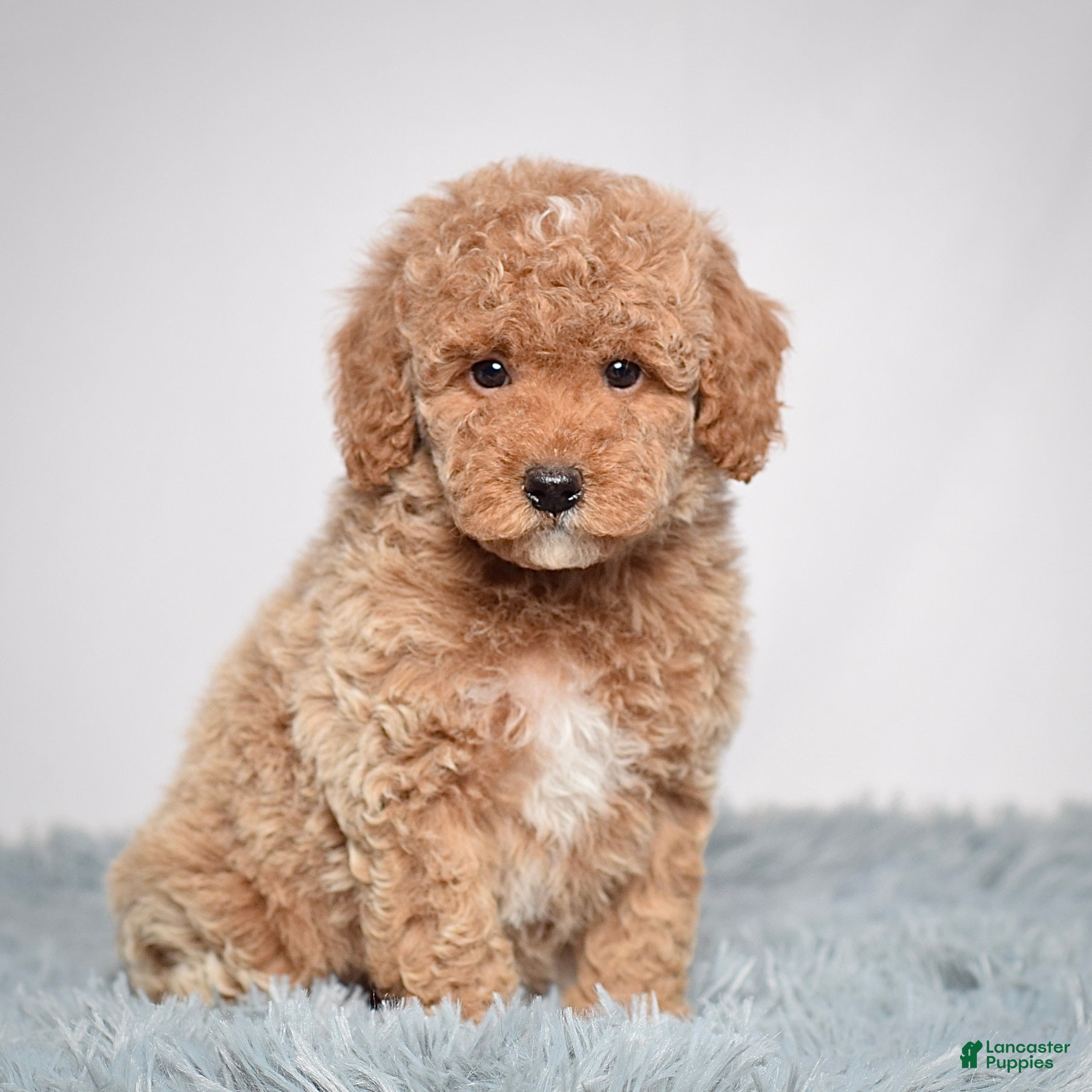 Mini Goldendoodle dogs Ms. Olivia - Ad 20