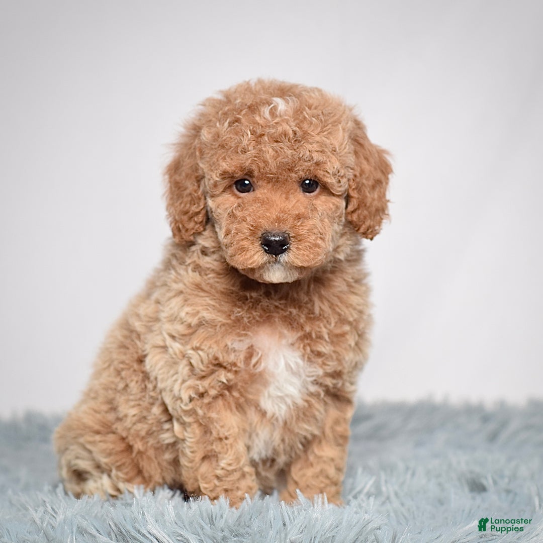 Mini Goldendoodle dogs for sale: Ms. Olivia - Ad 1