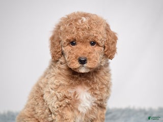 Mini Goldendoodle dogs Ms. Olivia - Ad 3