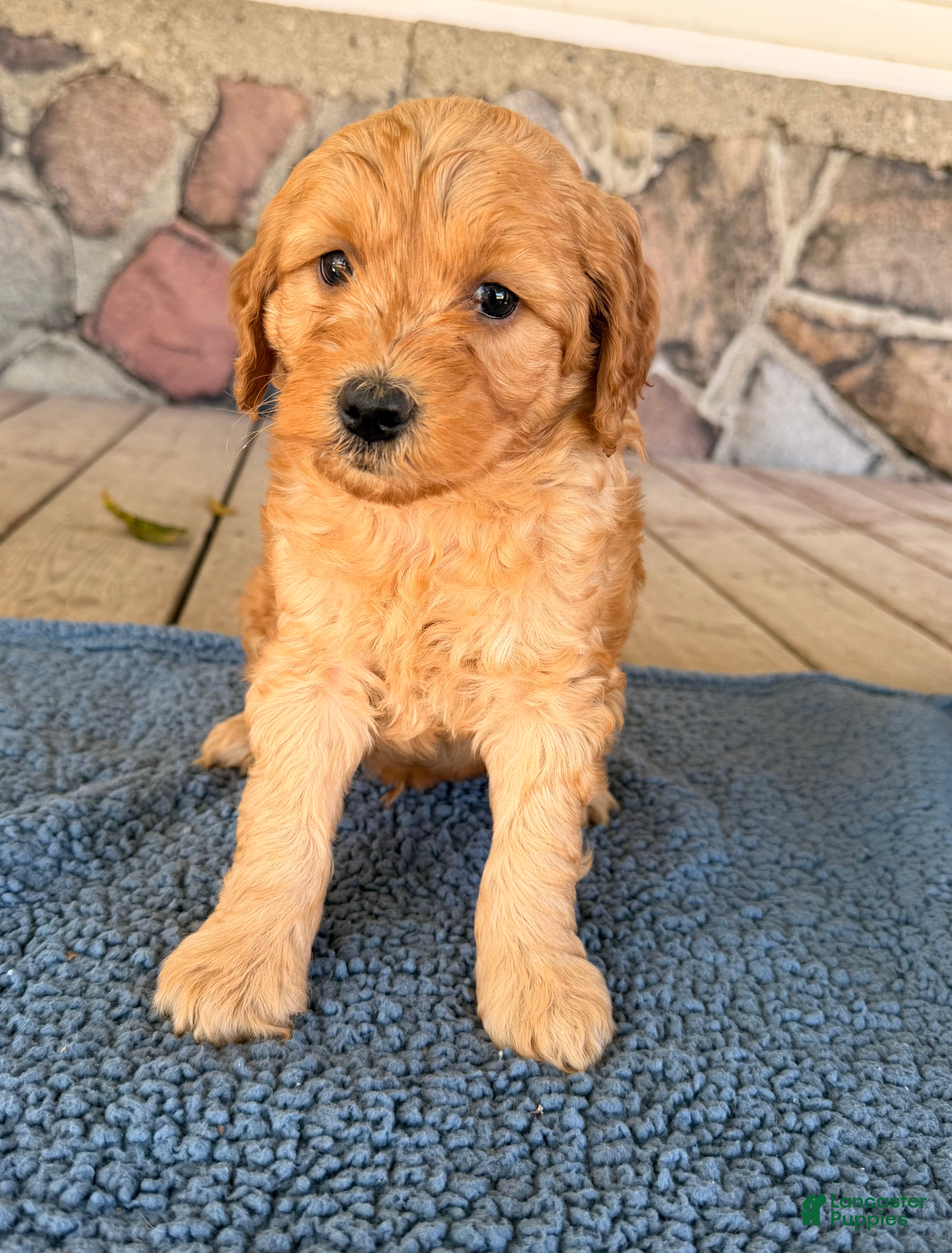 Mini Goldendoodle dogs Sam  - Ad 1