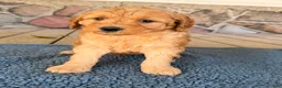 Mini Goldendoodle dogs for sale: Sam  - Ad 1