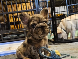 French Bulldog dogs - Ad 31