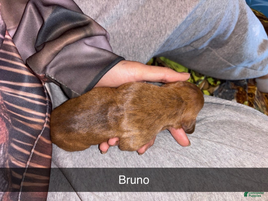 Mixed Breed dogs for sale: Bruno - Ad 4