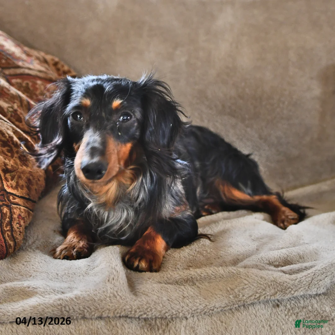 Miniature Dachshund dogs for sale: Marshall - Ad 5