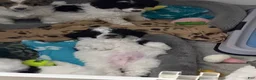 Miniature Poodle dogs for sale: Miniature Poodle Yellow - Ad 11