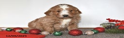 Mini Goldendoodle dogs for sale: Jenny - Ad 4