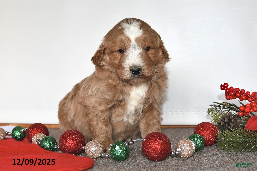 Mini Goldendoodle dogs for sale: Jenny - Ad 4