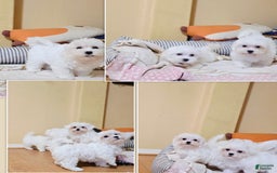 Maltipoo dogs for sale: Maltipoo Puppy 2 - Image 2