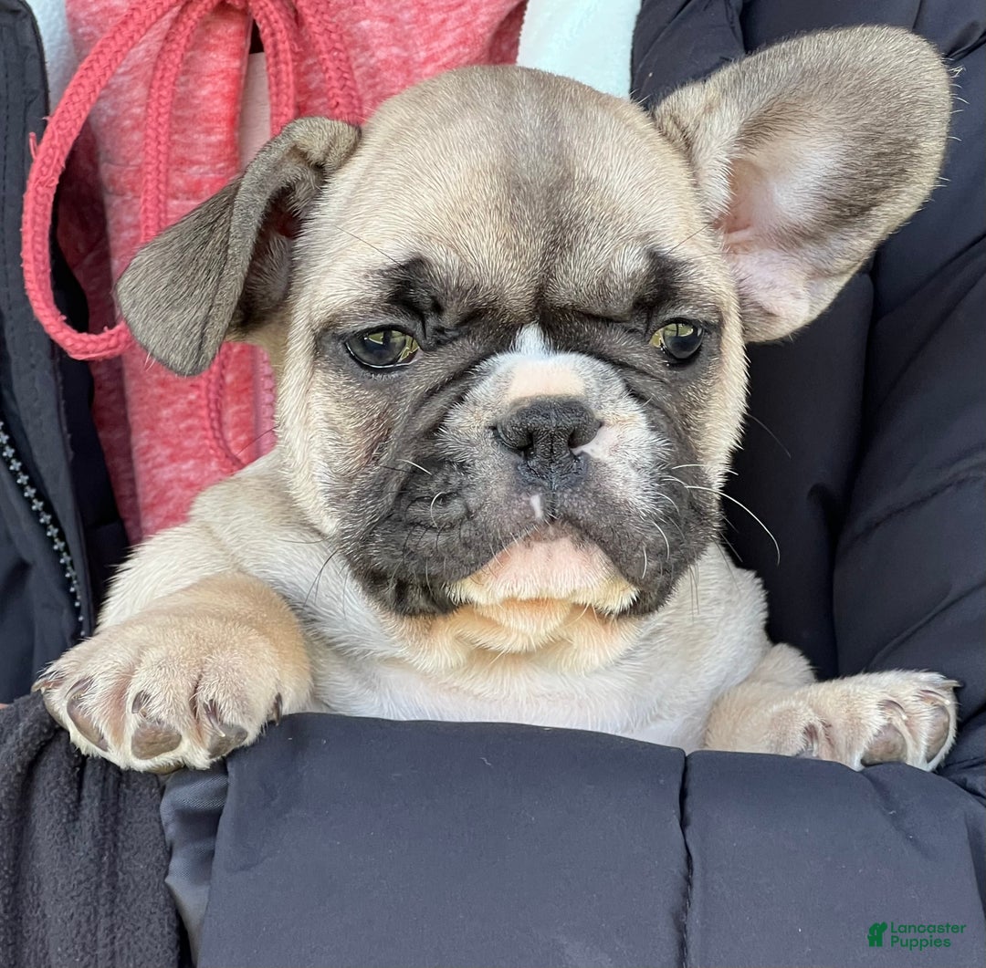 French Bulldog dogs for sale: Niko - Ad 9