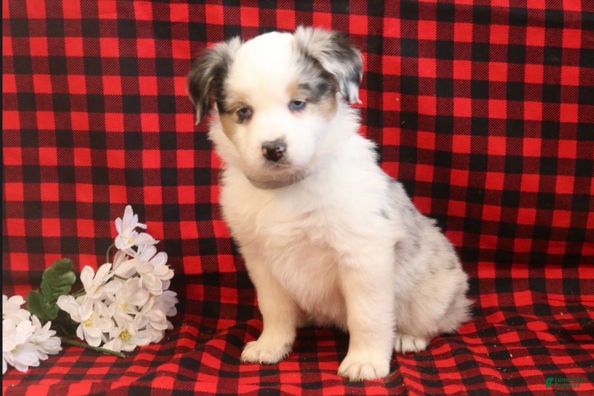 Miniature Australian Shepherd dogs Lala - Ad 1