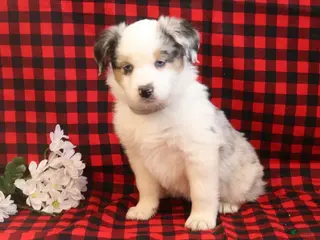Miniature Australian Shepherd dogs for sale: Lala - Ad 2