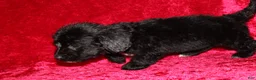 Doxiepoo dogs for sale: Doxiepoo Chase - Ad 9