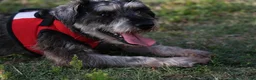 Miniature Schnauzer dogs for sale: Yoshi - Ad 9