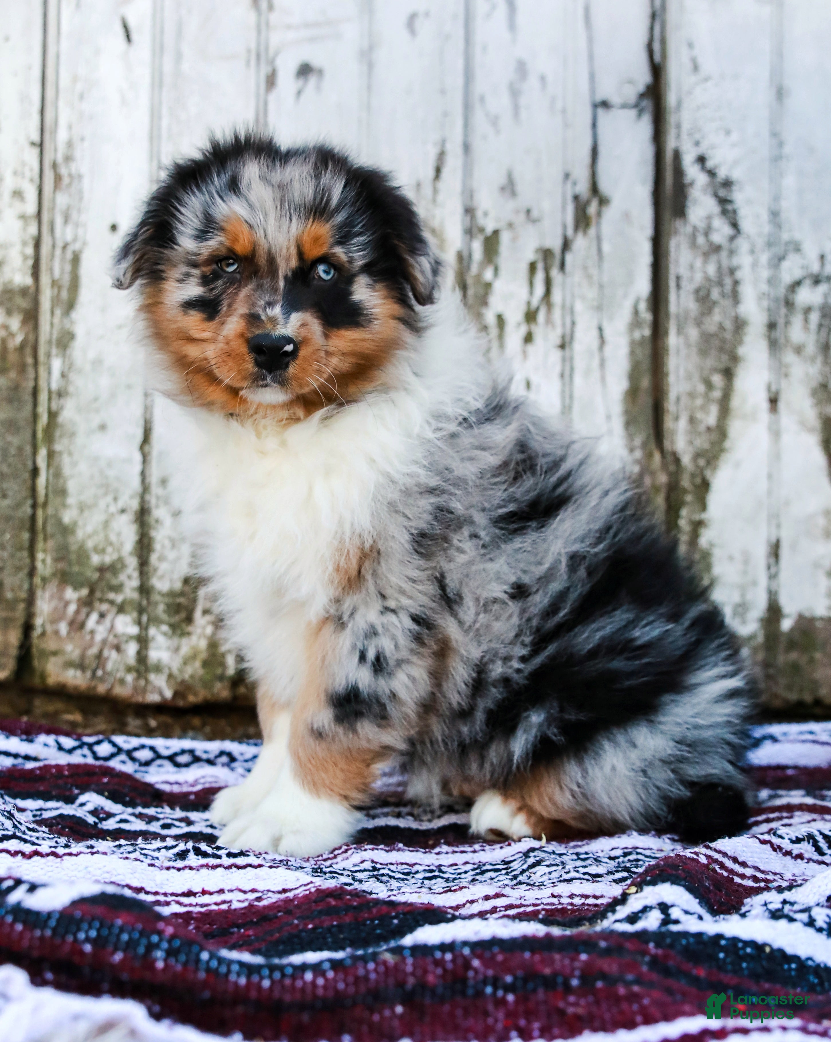 Australian Shepherd dogs Reggie - Ad 1
