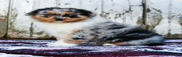 Australian Shepherd dogs for sale: Reggie - Ad 2