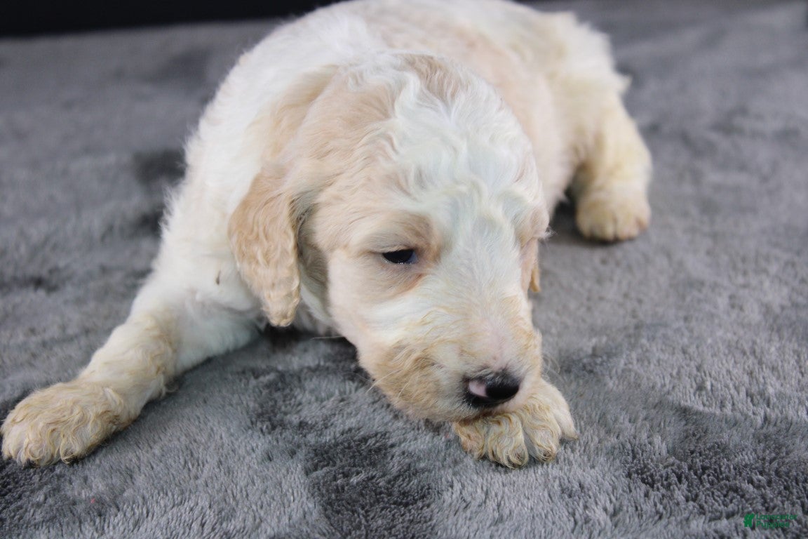 Standard Poodle dogs Waylon J - Ad 9