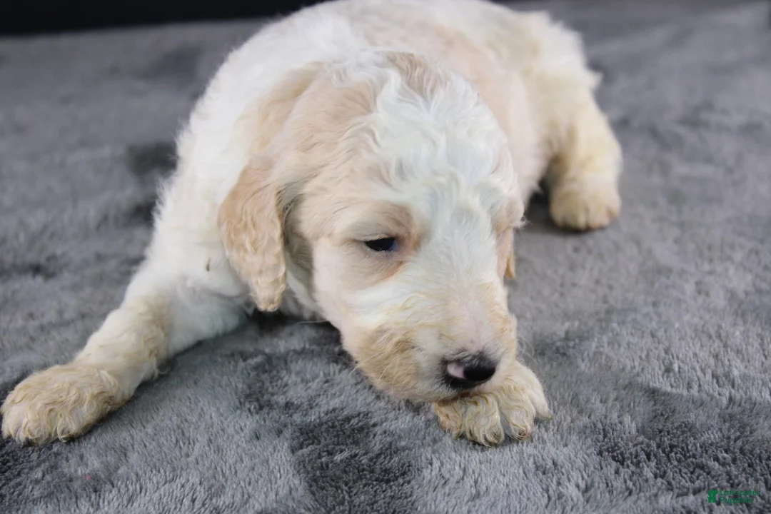 Standard Poodle dogs for sale: Waylon J - Ad 1