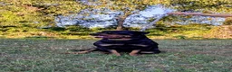 Rottweiler dogs for sale: Raven - Ad 4