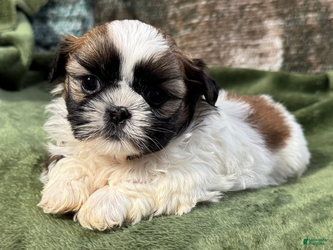 Shih Tzu dogs for sale: Dallas - Ad 1