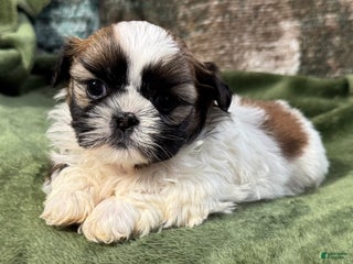 Shih Tzu dogs Dallas - Ad 35