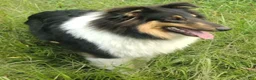 Collie dogs for sale: Reef - Ad 4
