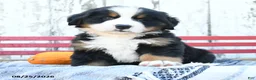 Bernese Mountain Dog dogs for sale: Colton - Ad 3