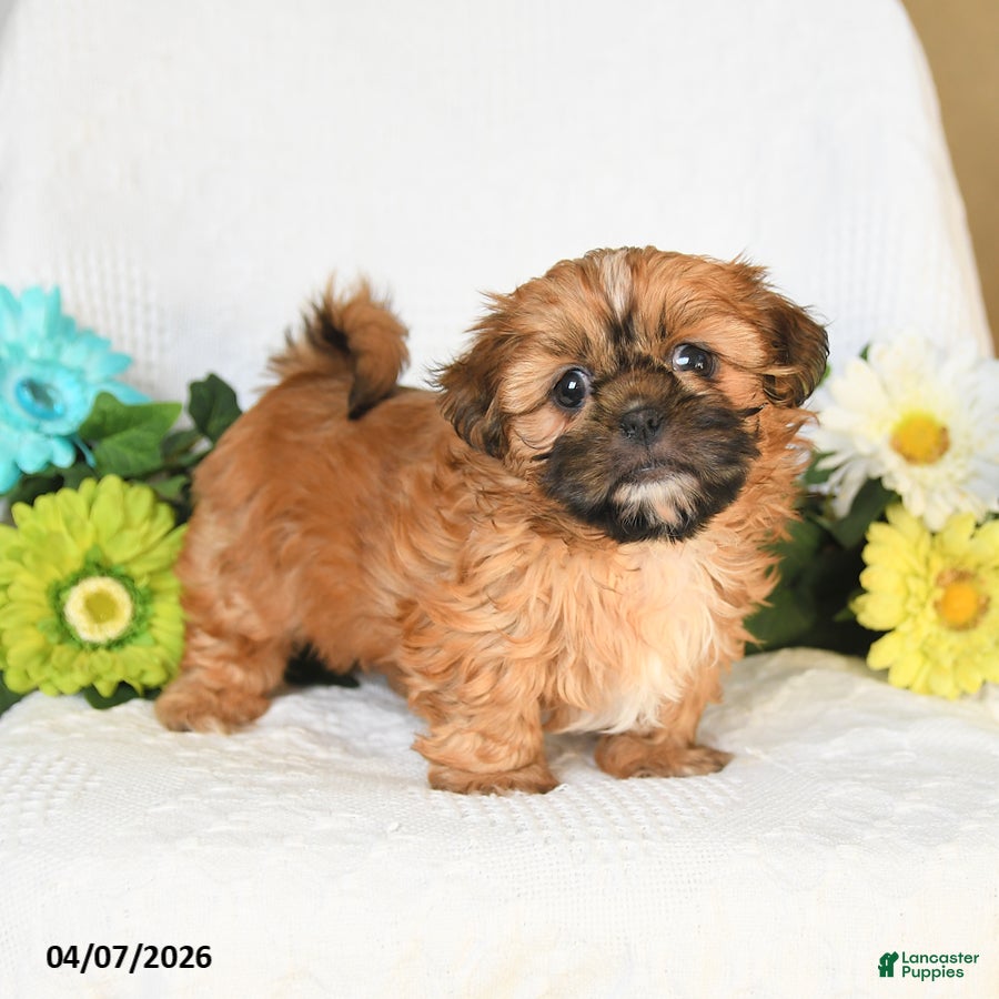 Shih Tzu dogs Isaac - Ad 1