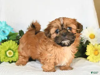 Shih Tzu dogs for sale: Isaac - Ad 2