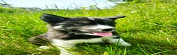 Mixed Breed dogs for sale: Doc - Ad 7