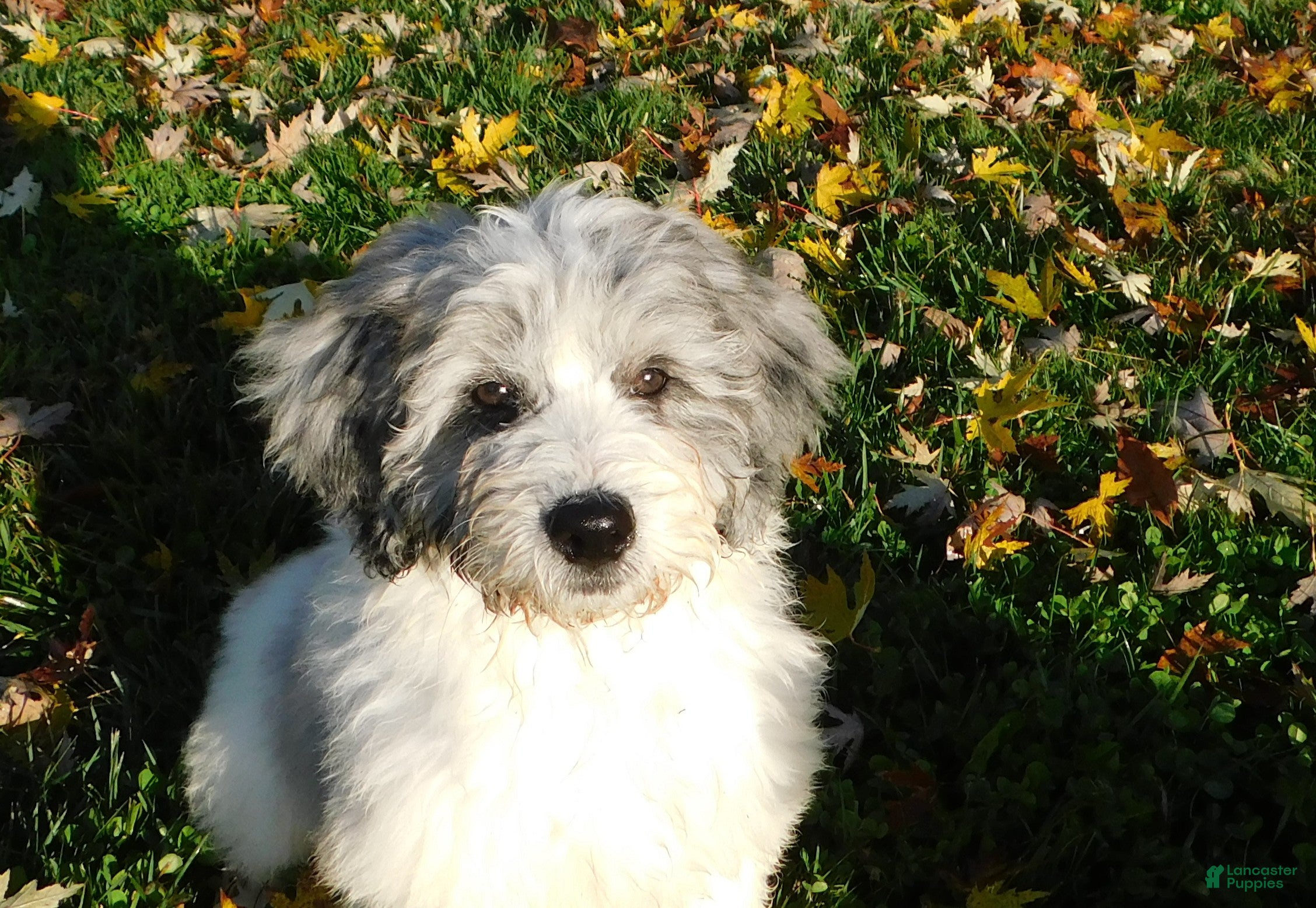 Newfypoo Puppies for sale Lancaster Puppies - Main Image