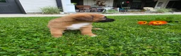 Mixed Breed dogs for sale: Mia - Ad 6