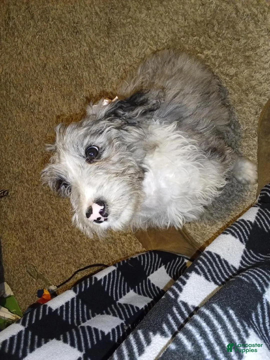Aussiedoodle dogs for sale: Aussiedoodle Puppy 4 - Ad 7