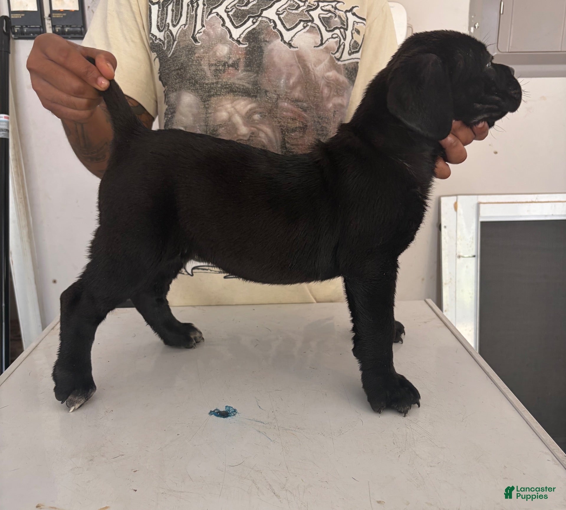 Cane Corso dogs for sale: Cane Corso 3 - Ad 2