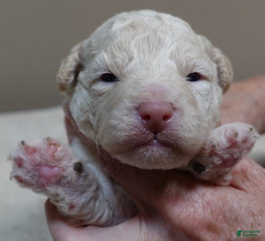Toy Poodle dogs Kenobi cream parti male - Ad 19