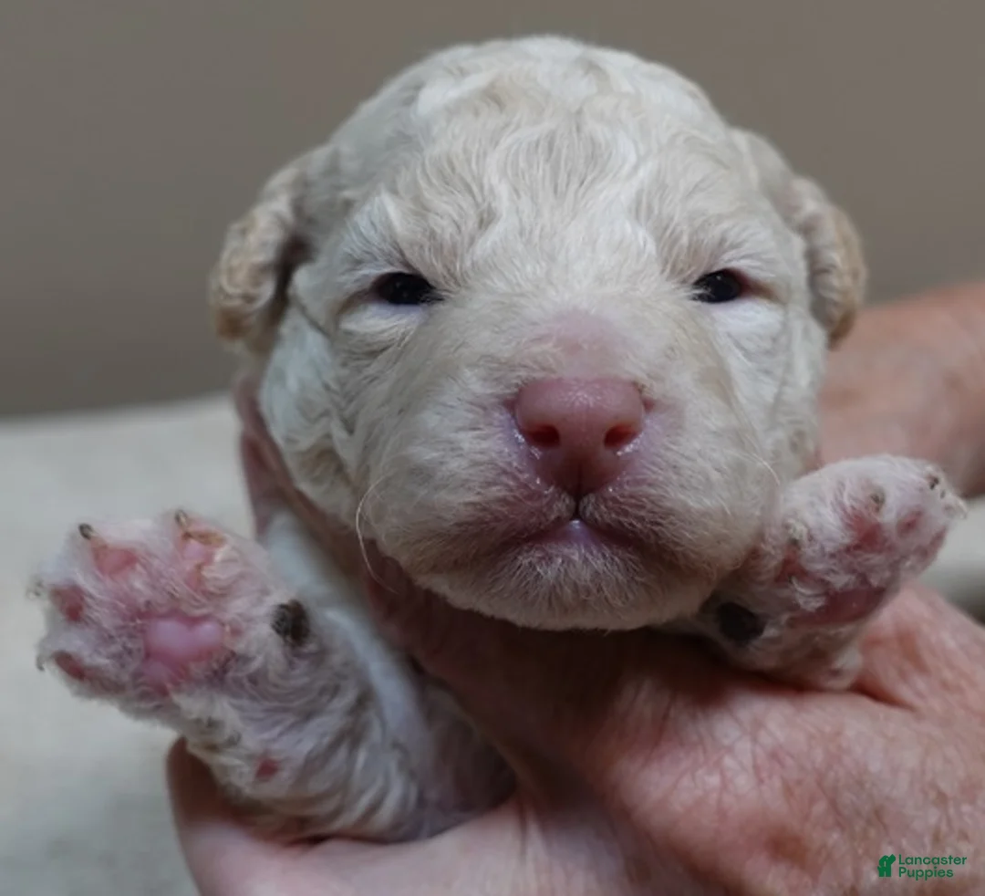 Toy Poodle dogs for sale: Kenobi cream parti male - Ad 1