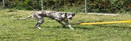 Great Dane dogs for sale: Echo - Ad 5