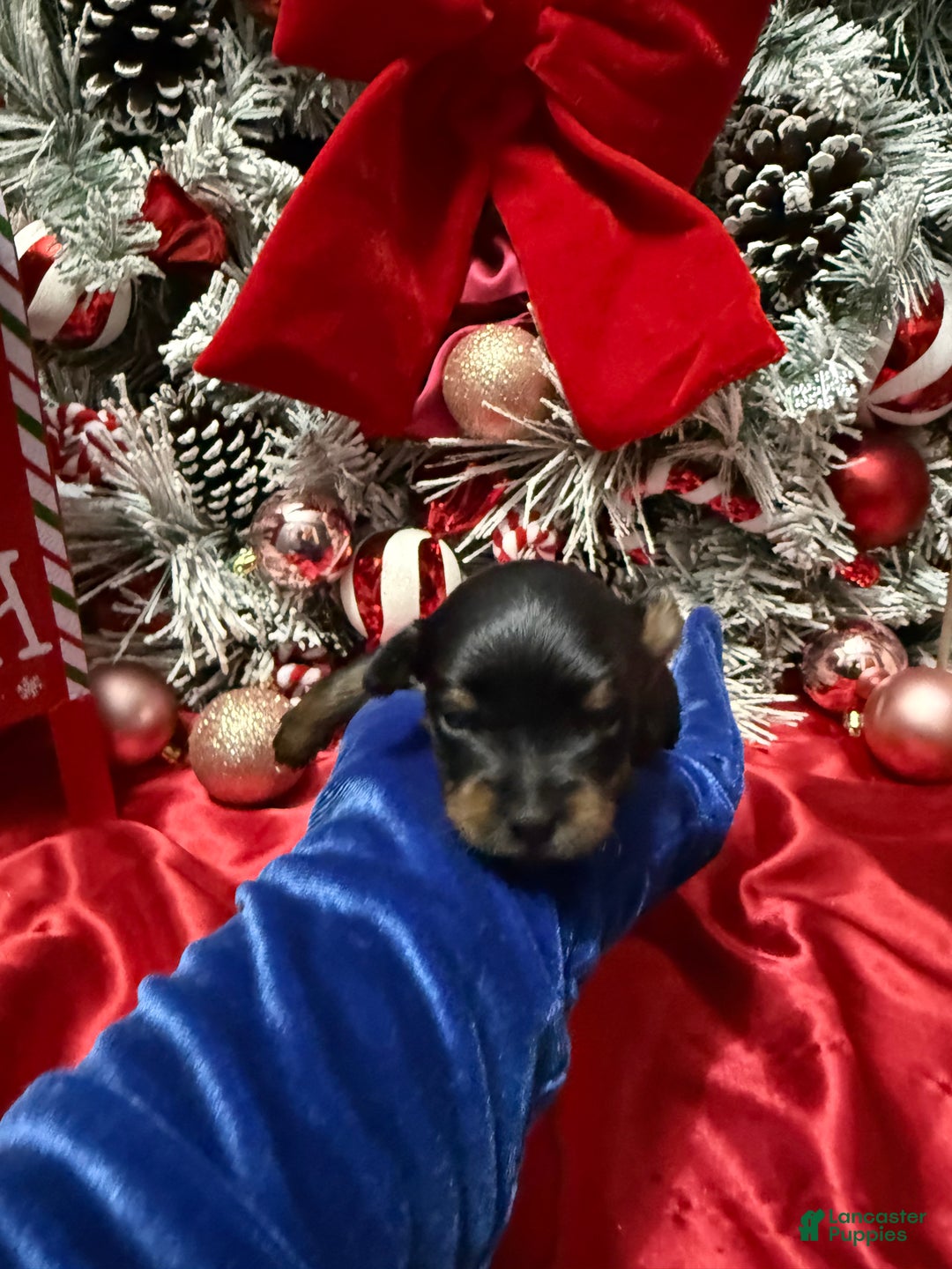 Yorkshire Terrier dogs for sale: Rigatoni  - Ad 13