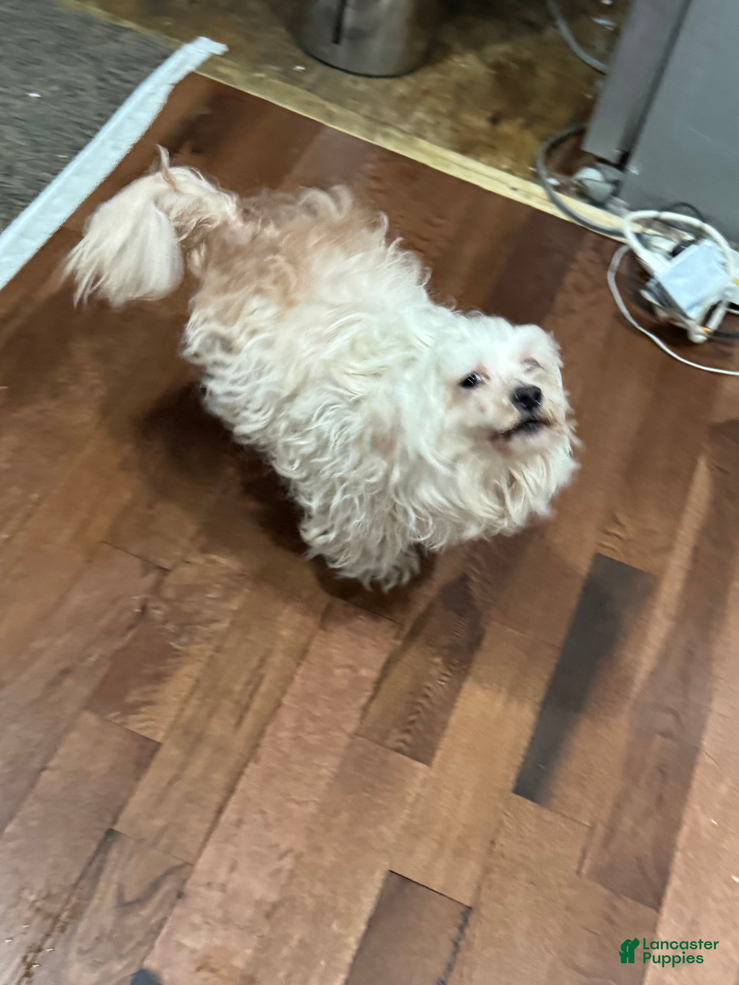 Maltese dogs Maltese dog - Ad 17