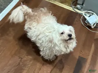 Maltese dogs Maltese dog - Ad 17