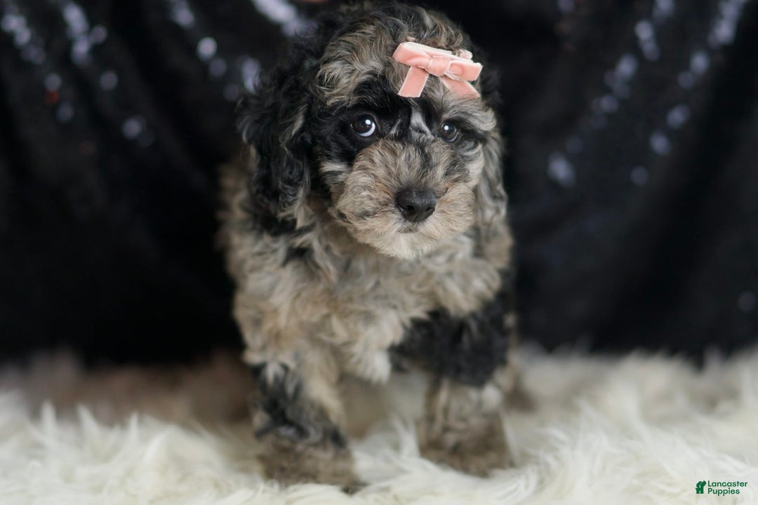 Mini Goldendoodle dogs for sale: Star - Ad 5