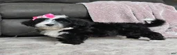 Mini Bernedoodle dogs for sale: Mini Wendy - Ad 14