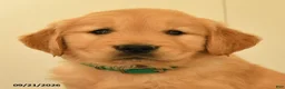 Golden Retriever dogs for sale: Darius - Ad 5