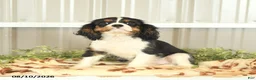 Cavalier King Charles Spaniel dogs for sale: Kami - Ad 3