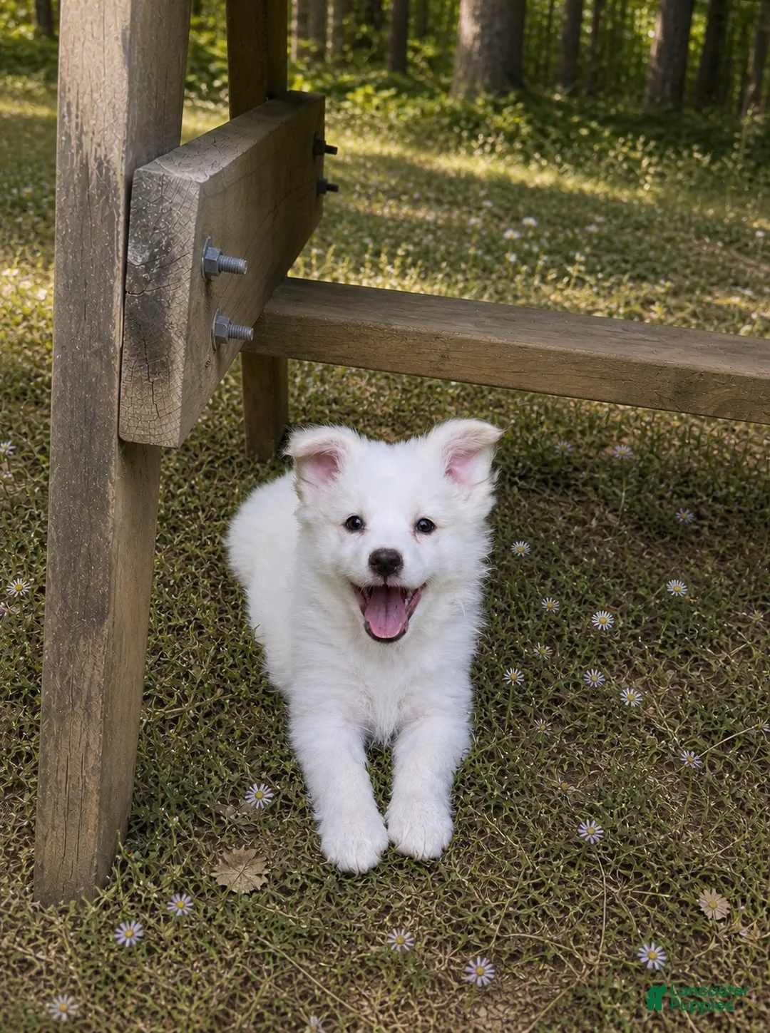 American Eskimo dogs for sale: American Eskimo READY NOW 🐶🐾 - Ad 1