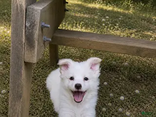 American Eskimo dogs for sale: American Eskimo READY NOW 🐶🐾 - Ad 4