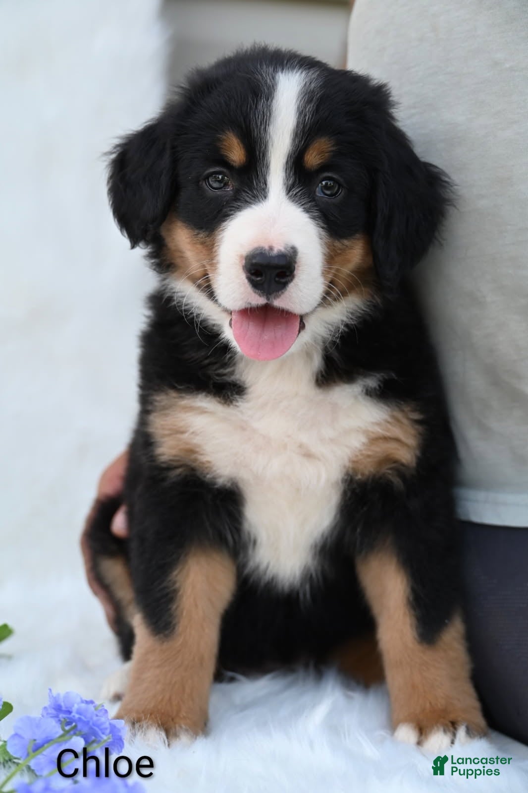 Bernese Mountain Dog dogs Chloe  - Ad 1